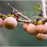 Divlji kavkaski kaki: koristi i štete, fotografija, uzgoj